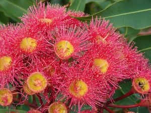 Infertilità e fiori australiani