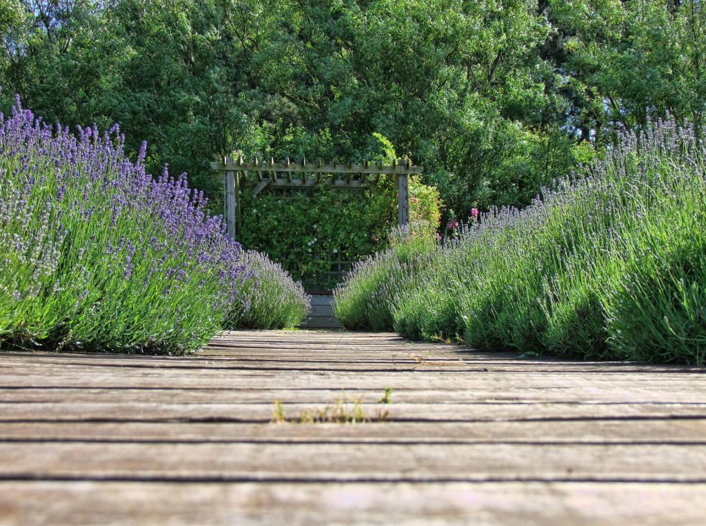 lavender
