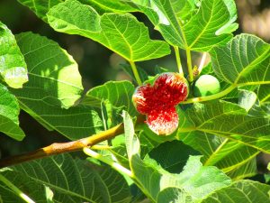 Pianta del Ficus