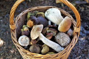 alimentazione in oncologia: funghi medicinali cinesi